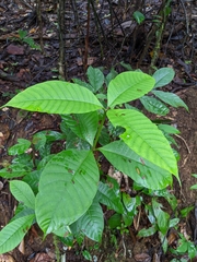Gentianales