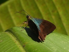 Telegonus