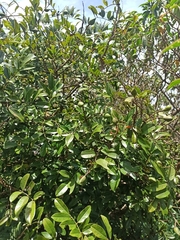 Anacardiaceae