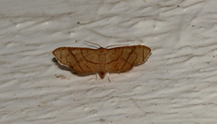 Hypolamprus ypsilon