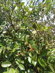 Anacardiaceae