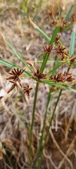 Cyperus vaginatus