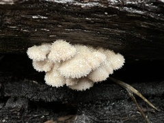 Schizophyllum