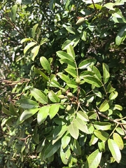 Anacardiaceae