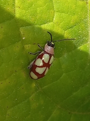 Omophoita magniguttis