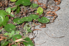 Hydrocotyle bonariensis