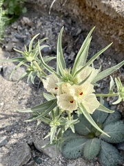 Mohavea confertiflora