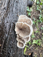 Schizophyllum