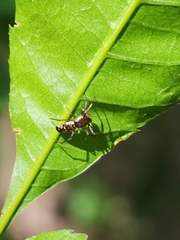Micrathena furva