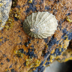 Cellana strigilis