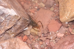 Macrobrachium nipponense