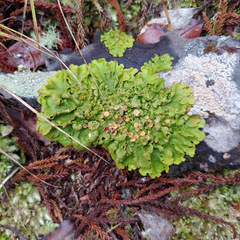 Lobaria adscripta