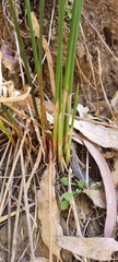 Cyperus vaginatus