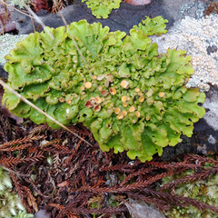Lobaria adscripta