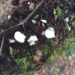 Favolaschia pustulosa
