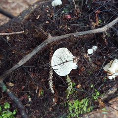 Favolaschia pustulosa