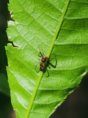 Micrathena furva
