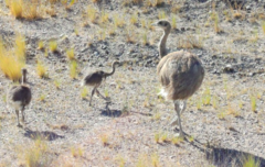 Rhea pennata