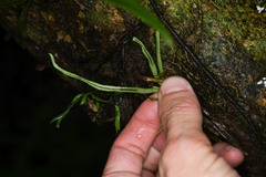 Cochlidium linearifolium