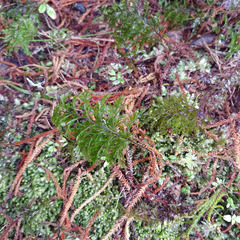Hymenophyllum demissum