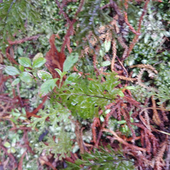 Hymenophyllum demissum