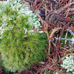 Dicranoloma menziesii