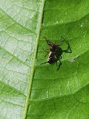 Micrathena furva