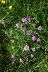 Dianthus repens