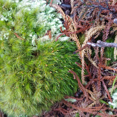 Dicranoloma menziesii