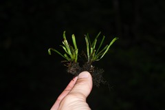 Cochlidium linearifolium