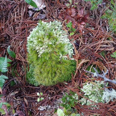 Dicranoloma menziesii