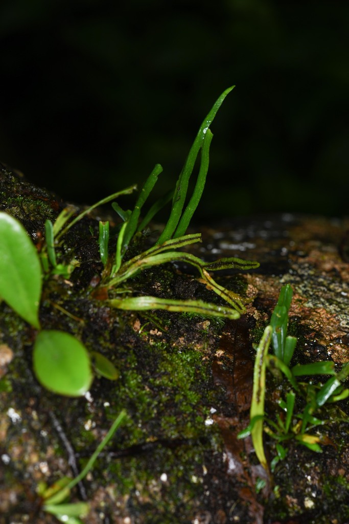 Cochlidium linearifolium