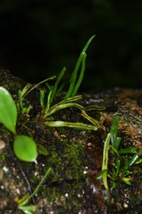 Cochlidium linearifolium