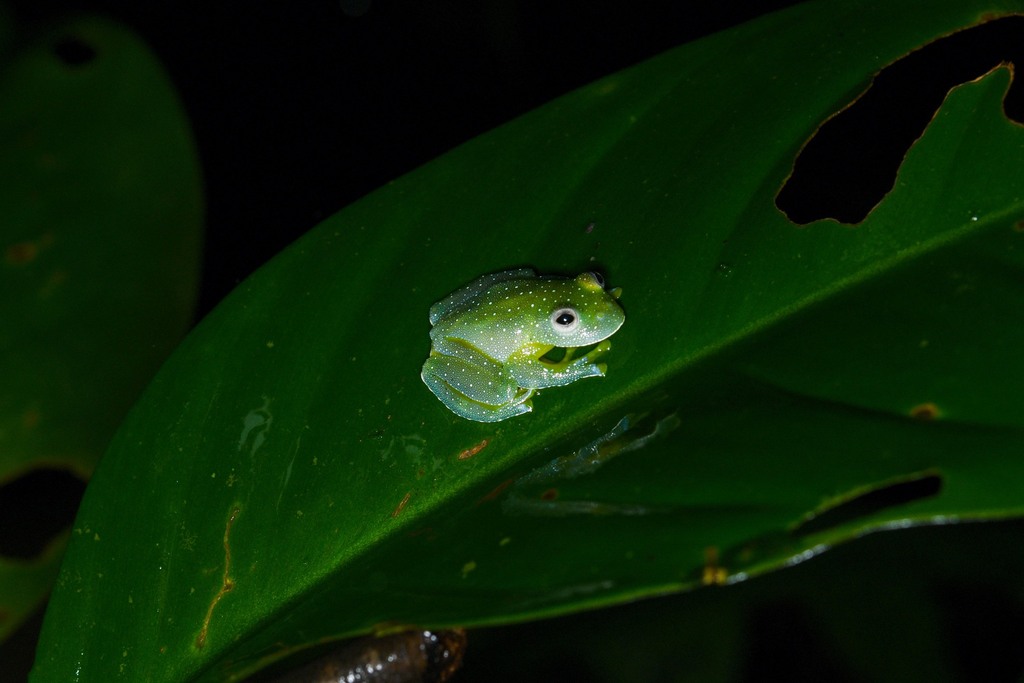 Wilhelmina Cochran Frog