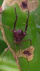 Gonyleptinae