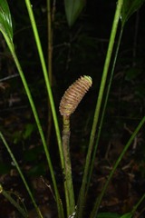 Cyclanthus bipartitus