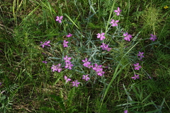 Dianthus repens