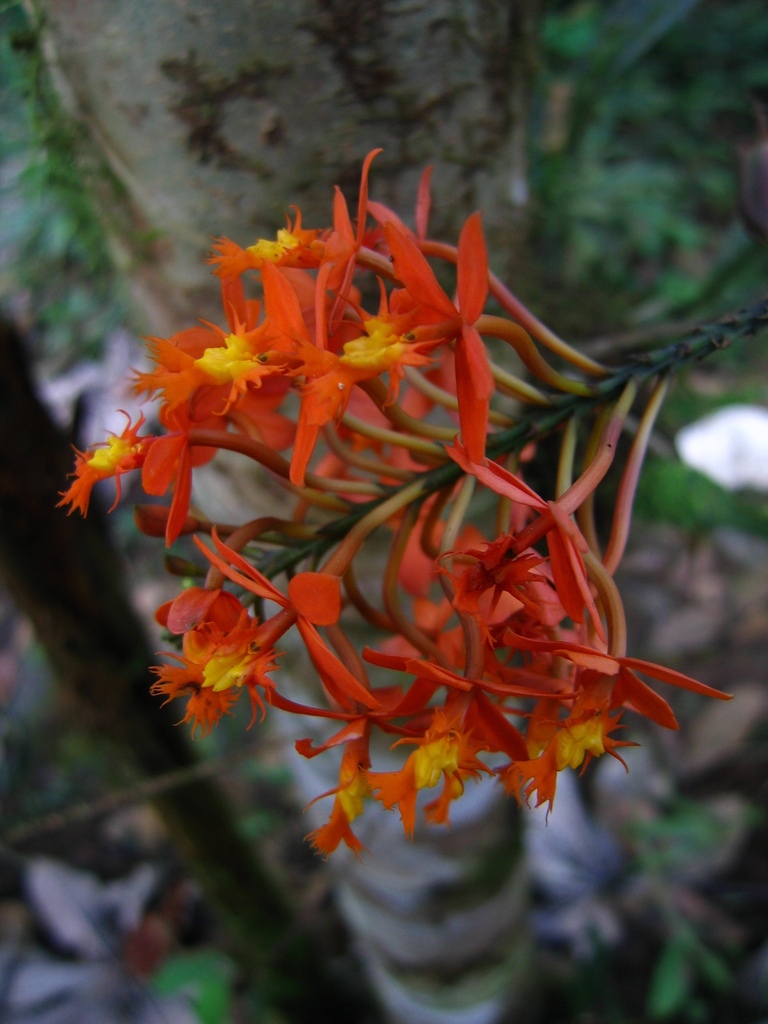Epidendrum ptochicum Hágsater
