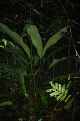 Cyclanthus bipartitus