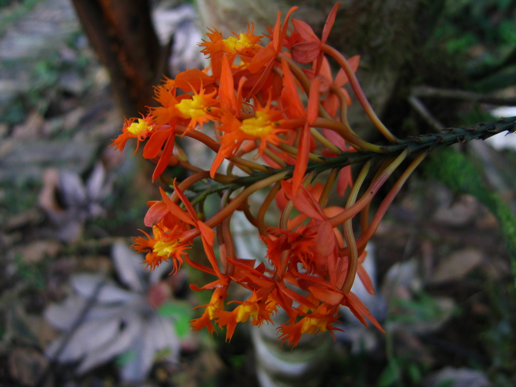 Epidendrum ptochicum Hágsater 2