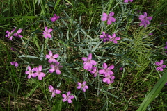 Dianthus repens