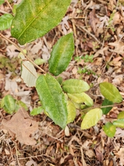 Elaeagnus pungens