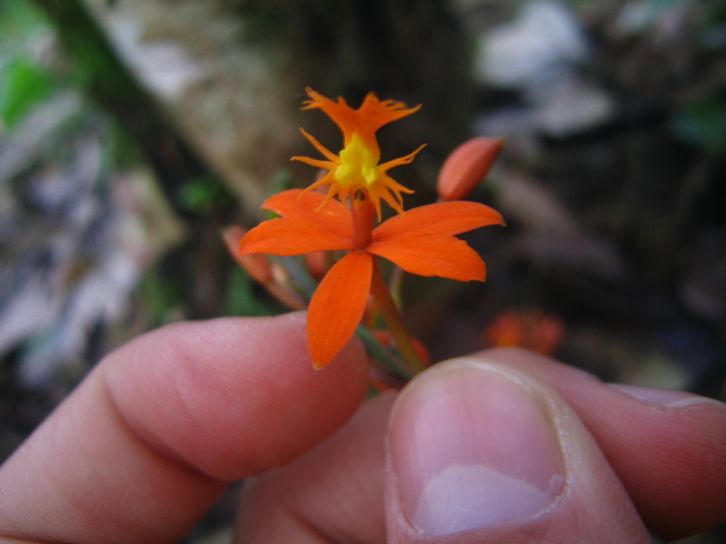 Epidendrum ptochicum Hágsater 3