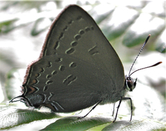 Satyrium edwardsii