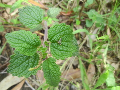 Sphaeniscus atilius