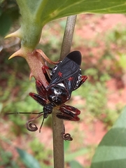 Apiomerus erythromelas