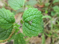 Sphaeniscus atilius