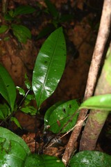 Danaea simplicifolia