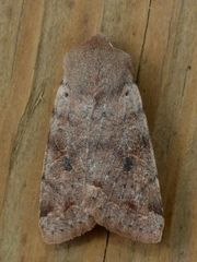 Orthosia hibisci