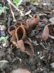 Phylloscypha phyllogena